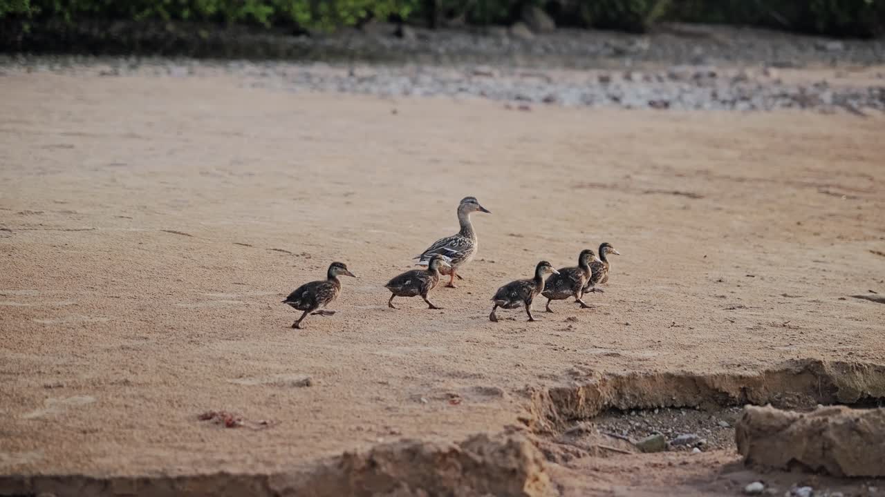 Duck family runs in slow motion toward the sea on a sandy beach at sunrise