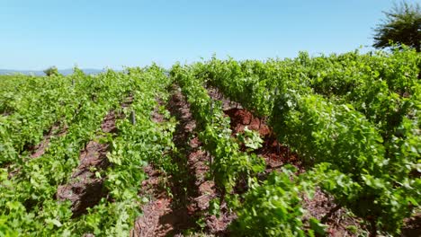 POV-of-vines-in-trellis-formation-with-a-clayey-calicata-in-between,-on-a-sunny-day,-soil-profile-study-day