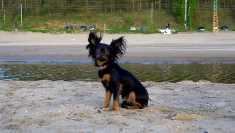 un perro pequeño (una raza de toy terrier) ladra al operador. el perro se sienta en una playa de arena. noche nublada de primavera.