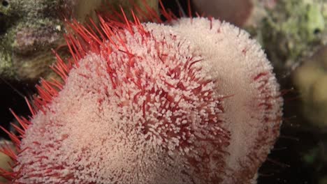 estrellas de mar rojas y blancas muy cerca del arrecife de coral por la noche