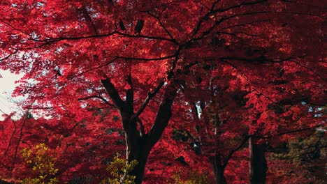 Hojas-De-Colores-Otoñales,-Arce-Japonés