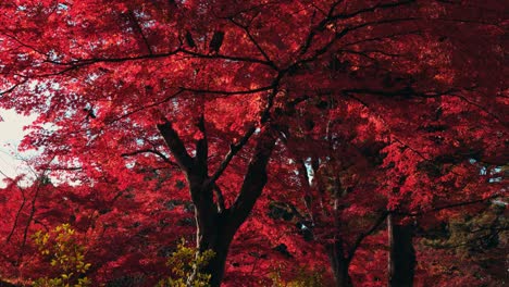 Autumn Colored Leaves, Japanese Maple