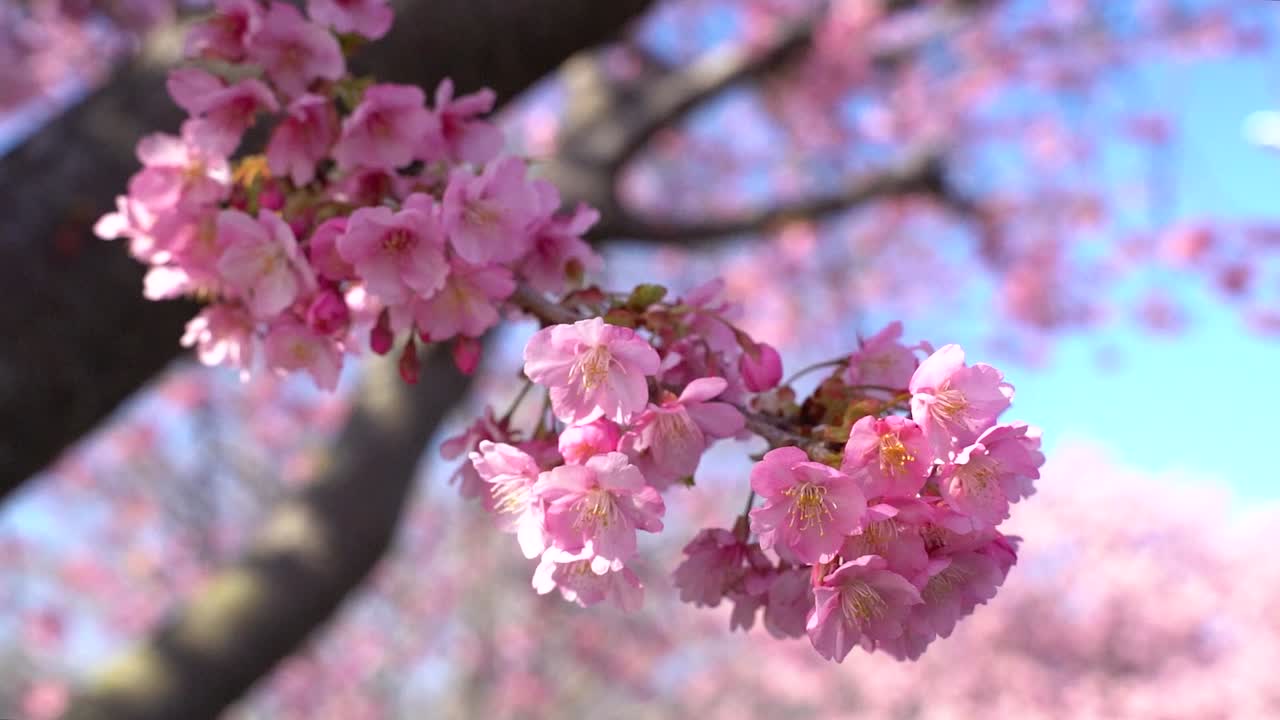 Vista sfocata di splendidi petali di Sakura rosa contro il cielo blu.