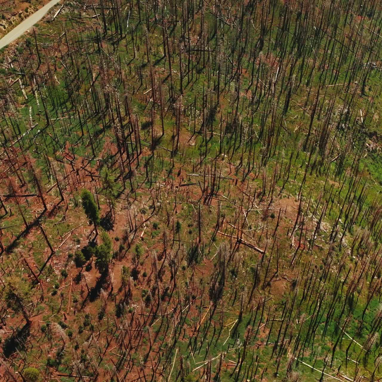 Forest national park yosemite valley. Aerial view of summer mountain tourism