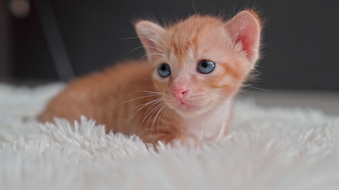 柔らかい白い毛布の上で休むかわいい茶トラの子猫