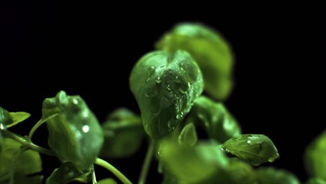 super slow motion shot of water drops falling on fresh basil at 1000fps