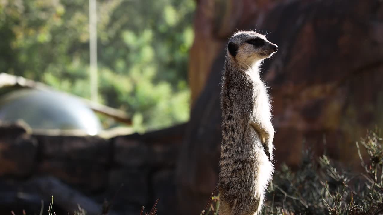 una suricata está alerta, observando el entorno