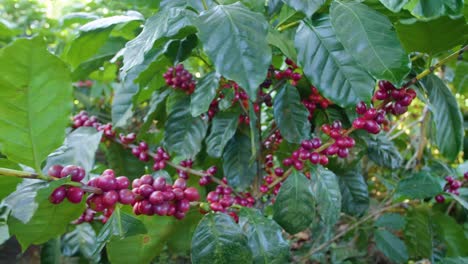 coffee plants with branches filled with red ripe coffee beans fruit in a windy field in el salvador