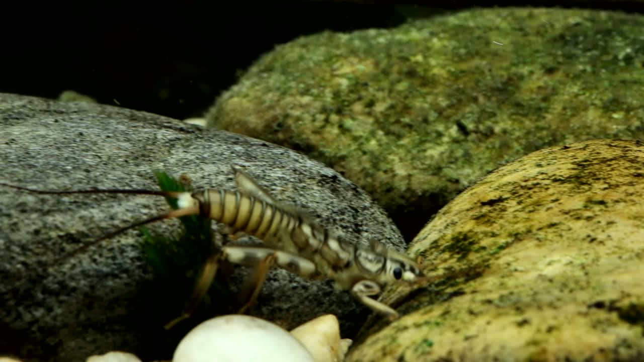 Stonefly nymph (Claassenia sabulosa) quickly crawling along the stream bottom, camera panning and following, macro close-up