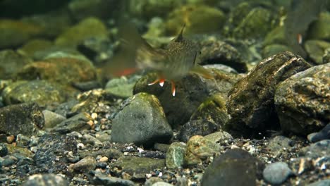 peixe dolly varden 02