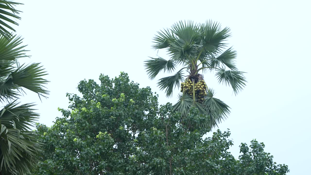 A palm tree in the village has a palm tree.