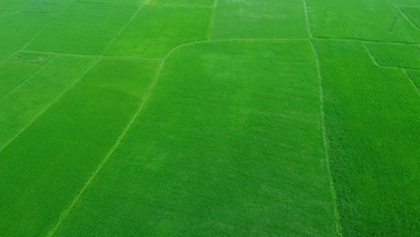 Aerial-view-shot-of-vast-paddy-fields