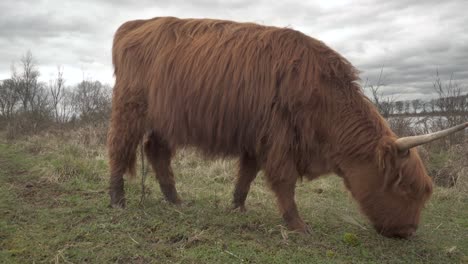 big highland cattle cow grazing and eating on agricultural grassland, closeup