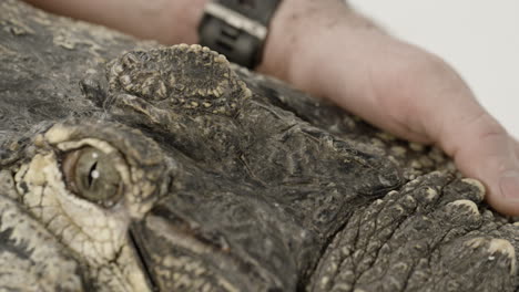 handler caring for an american alligator