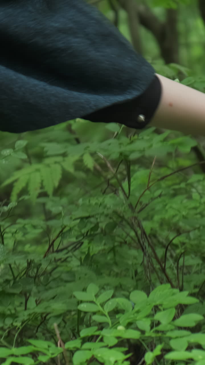 Person picking blueberries in a forest