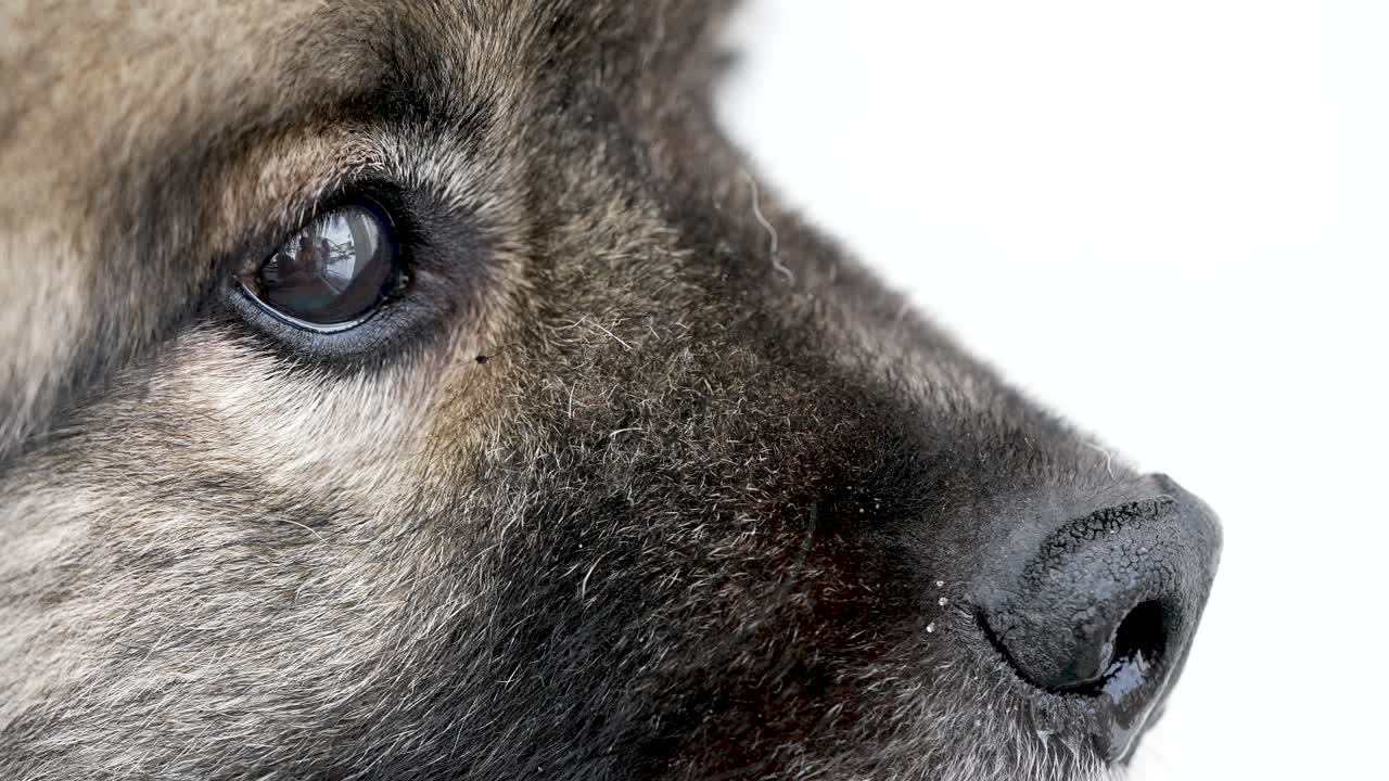 Primo piano del ritratto di un cane Keeshond (Wolfspitz) che ammicca dolcemente con gli occhi, mostrando un pelo morbido e un'espressione facciale delicata. Un momento calmo ed emozionante di un animale domestico, catturato al rallentatore in stile cinematografico.