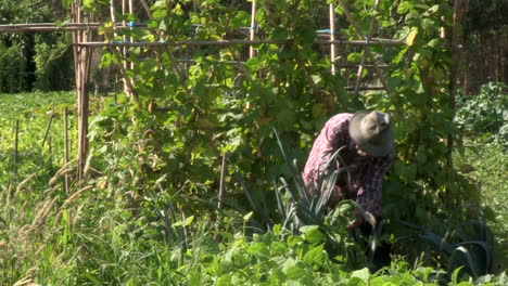 farmer cleaning weeds from onions