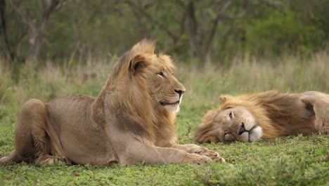 Gran-Bostezo,-Dientes-Grandes---Leones-Africanos-Machos-Descansando-En-Matorrales-Ventosos