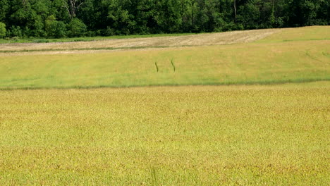 a field of wheat in the warm afternoon sunshine in a slight breeze