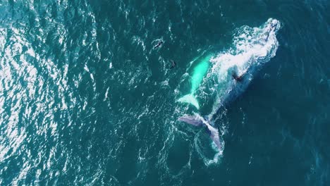 Aerial-footage-of-white-Southern-Right-whale-calf---mother-floating-with-2-seals-playing-around-them,-Hermanus,-South-Africa