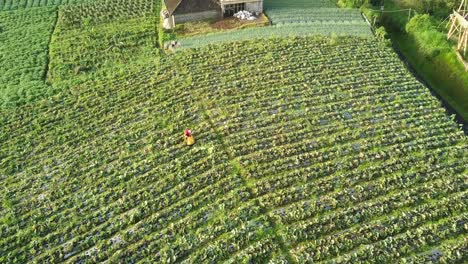 aerial top down: worker collecting fresh growing vegetables of plantation during sunny day in butuh village,indonesia - ascending drone shot