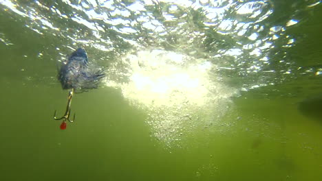 northern pike swims by blue and silver spinner bait