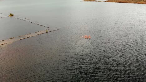 荷蘭加勒比海島庫拉考 (curaçao) 的一個鹽湖中,一群火焰鳥在空中漂流