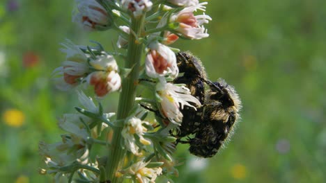 close up profile and slow motion: two chafer beetles mating on blossoming plant