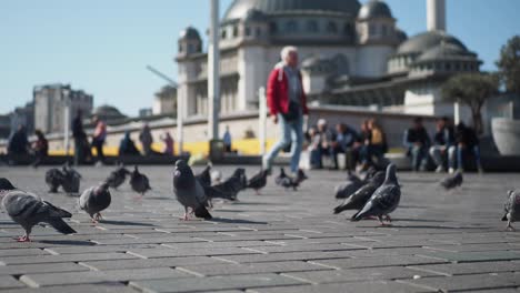 palomas caminando alrededor de una mezquita en una ciudad