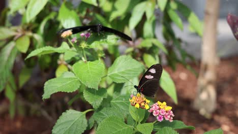 feeding heliconius erato, or the red postman, takes flight from colorful flower