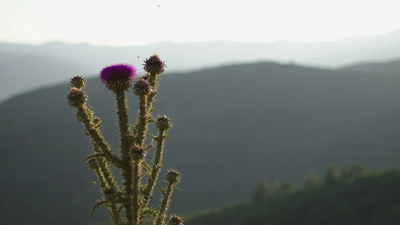 hierbas con flores en la naturaleza.puesta de sol. 4k. planta espinosa con flores moradas