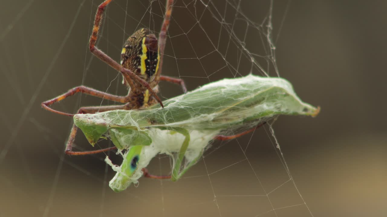 cruz de san andrés araña hembra parte inferior agarrándose a la mantis orante atrapado en la red de día soleado australia victoria gippsland maffra de cerca