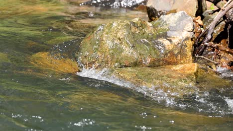 A rock splashes into a sunlit forest creek, water flowing over mossy stones, handheld camera