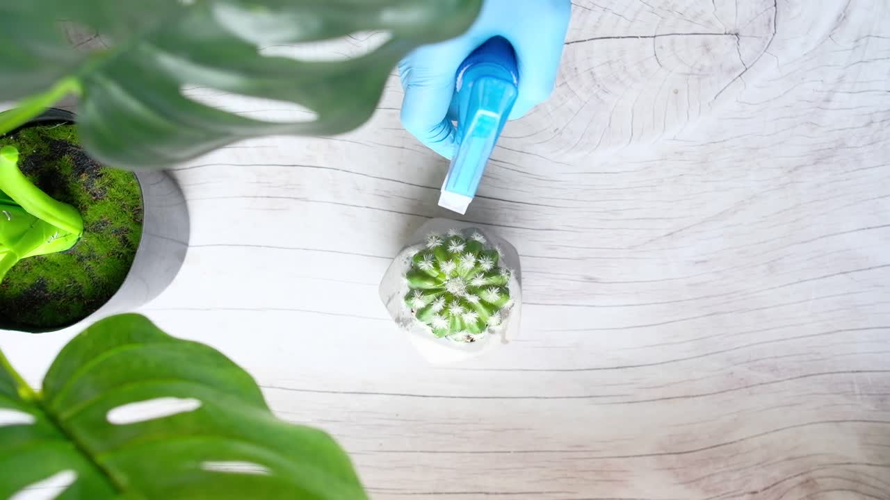 regando una planta de cactus