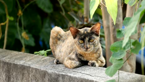 striped cat relaxing