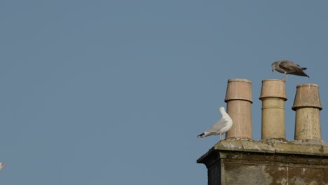 an adult and a juvenile herring gull interact atop old chimney stacks under clear daylight, with one bird taking flight as the camera remains steady