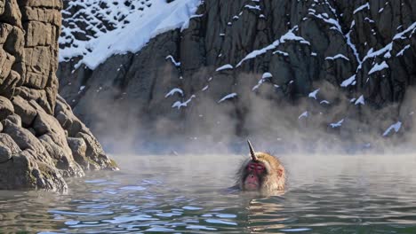 snow monkeys relaxing in a hot spring