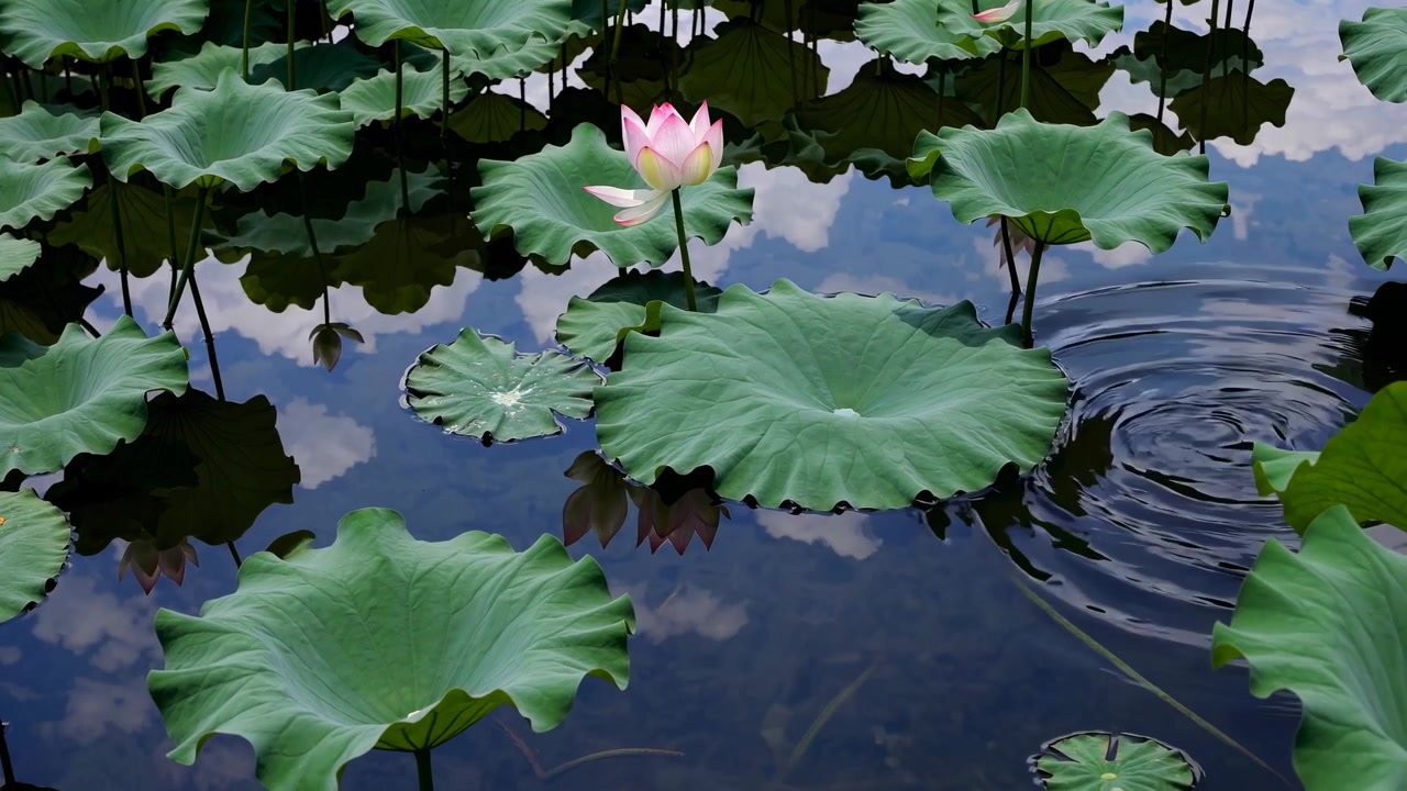Fiore di loto rosa che sboccia in uno stagno calmo con riflesso