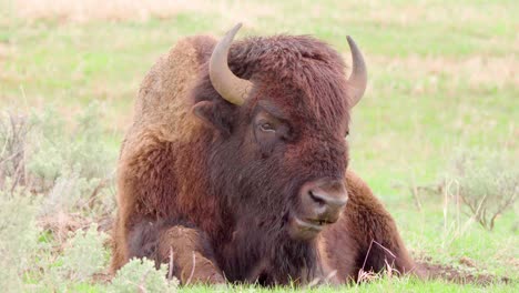 primer plano de bisonte pastando en el parque nacional de yellowstone en wyoming