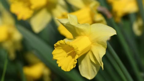 daffodils in a garden. yellow daffodils bloom in the garden or park. concept of spring season arrival with sun and warm days. april easter flowers sway in the wind. selective focus.