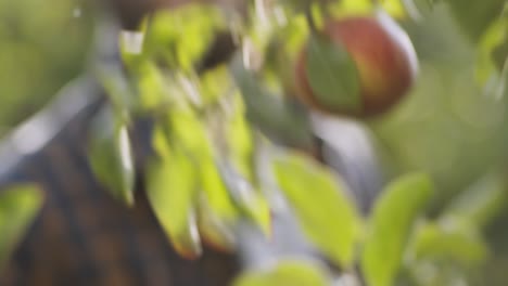 person picking an apple from a tree