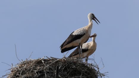 two storks standing in their nest cleaning each others feathers