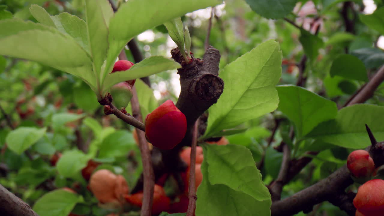 Beautiful tree flowers blooming among leafs in garden. Peaceful springtime.