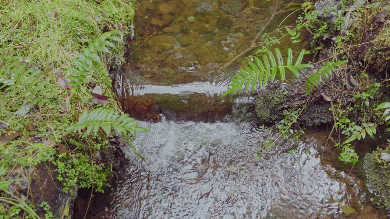 Small creek with cascade in the Alerce Andino National Park, southern Chile
