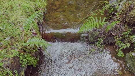 Pequeño-Arroyo-Con-Cascada-En-El-Parque-Nacional-Alerce-Andino,-Sur-De-Chile