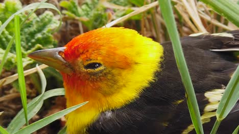 Un-Lindo-Pájaro-Tanger-Occidental-Descansando-Y-Respirando-Y-Parpadeando-Su-Ojo