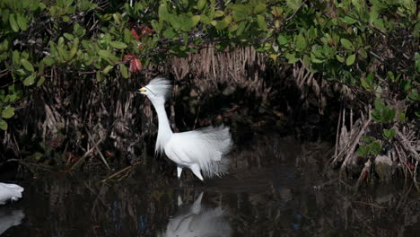 Snowy-Egret-in-breeding-plumage-chasing-other,in-mangrove-wetland-Florida