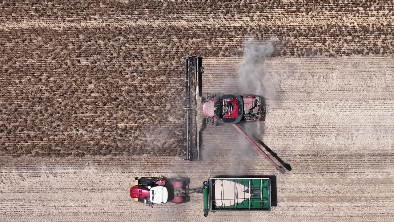explorar la maquinaria de vanguardia y la precisión en acción durante una operación de cosecha de lupino a gran escala