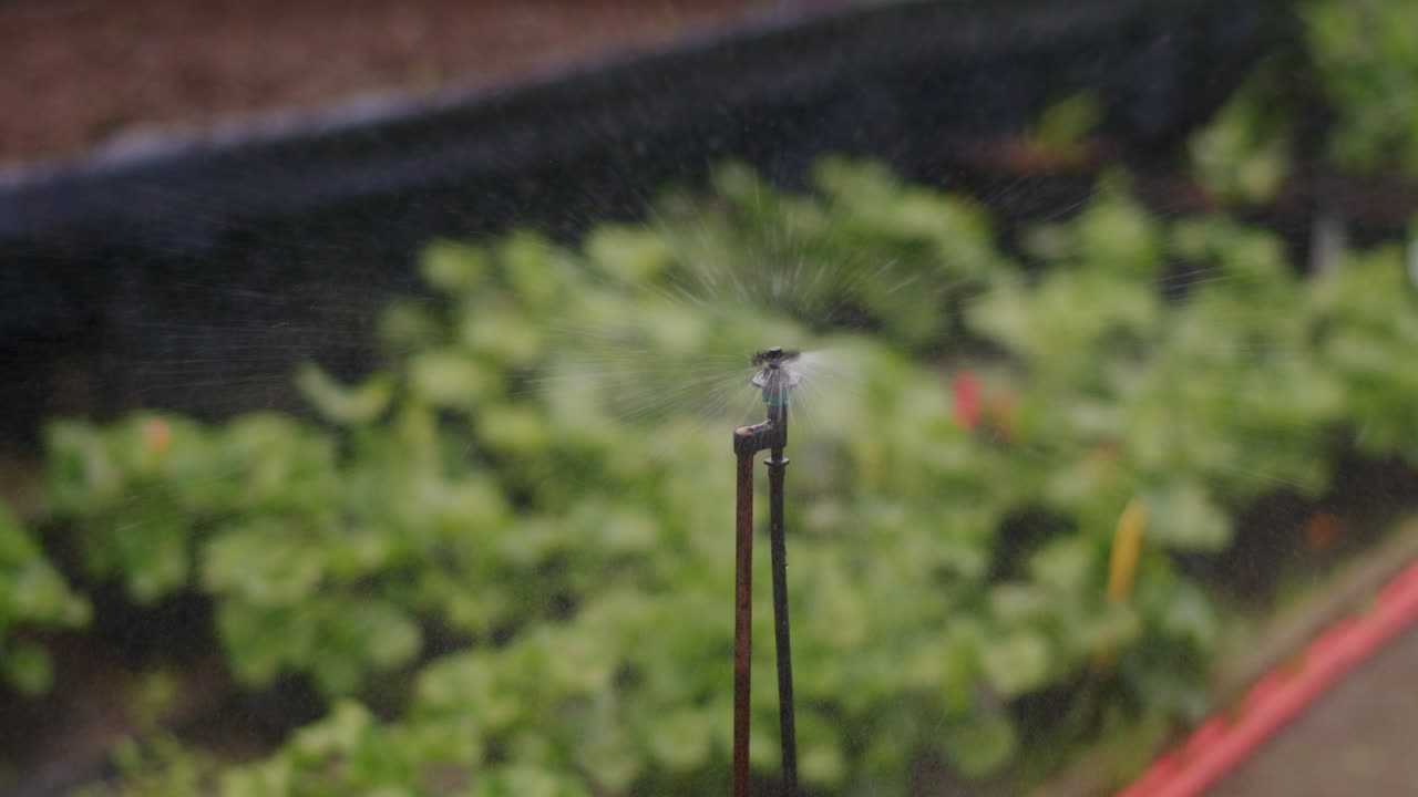 Primo piano di sistema di irrigazione a pioggia in serra