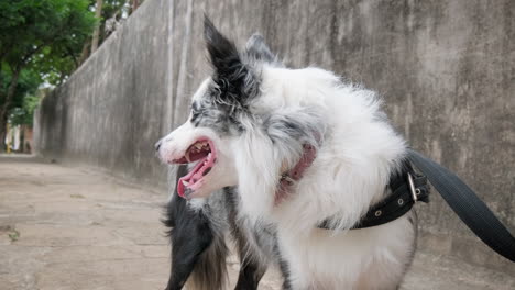 Australian-shepherd-exploring-and-enjoying-the-walk-with-his-owner